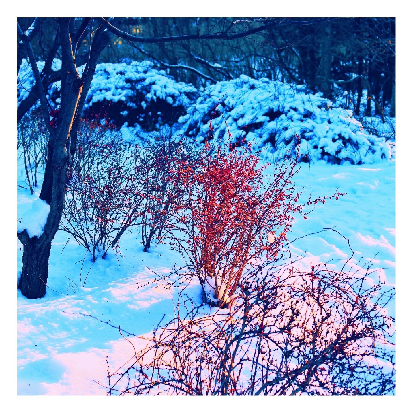 乱雪飞春减却寒 奥运春雪 美图社区 美图秀秀