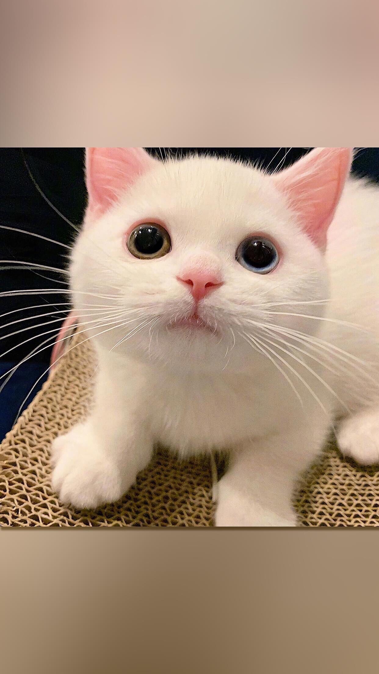 可爱的猫猫 壁纸来一波 富不富有不重要 重要的是你要的恰好 美图社区 美图秀秀