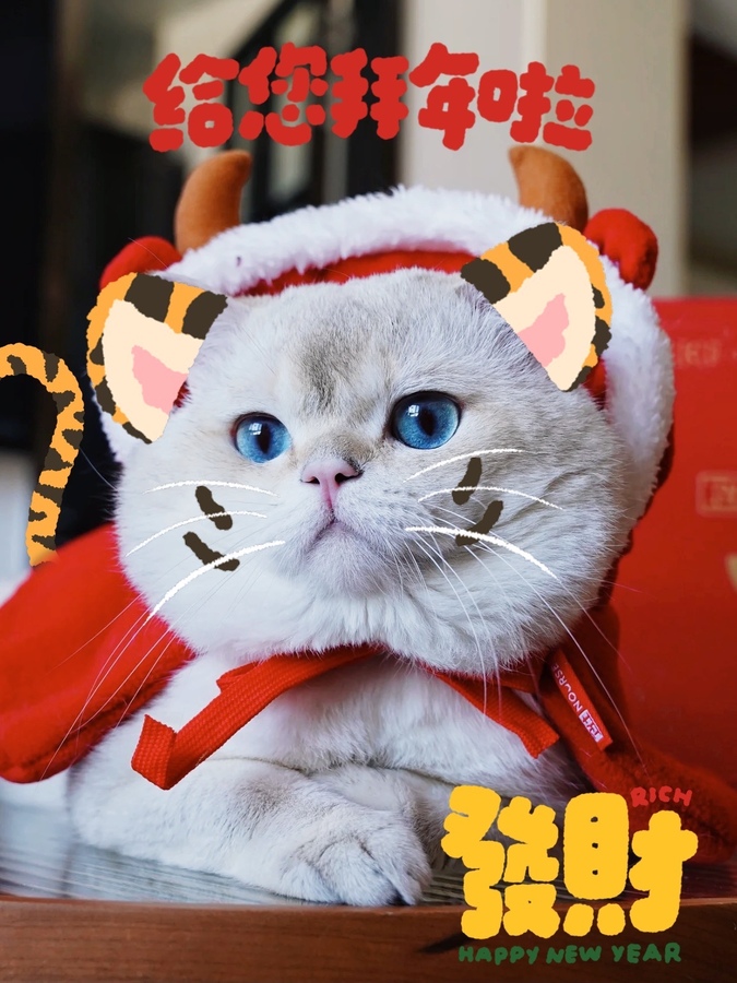 萌猫扮老虎可爱猫咪给您拜年啦图片来自几季猫侵删 美图社区 美图秀秀 萌猫扮老虎可爱猫咪给您拜年啦图片来自几季猫侵删 美图社区 美图秀秀