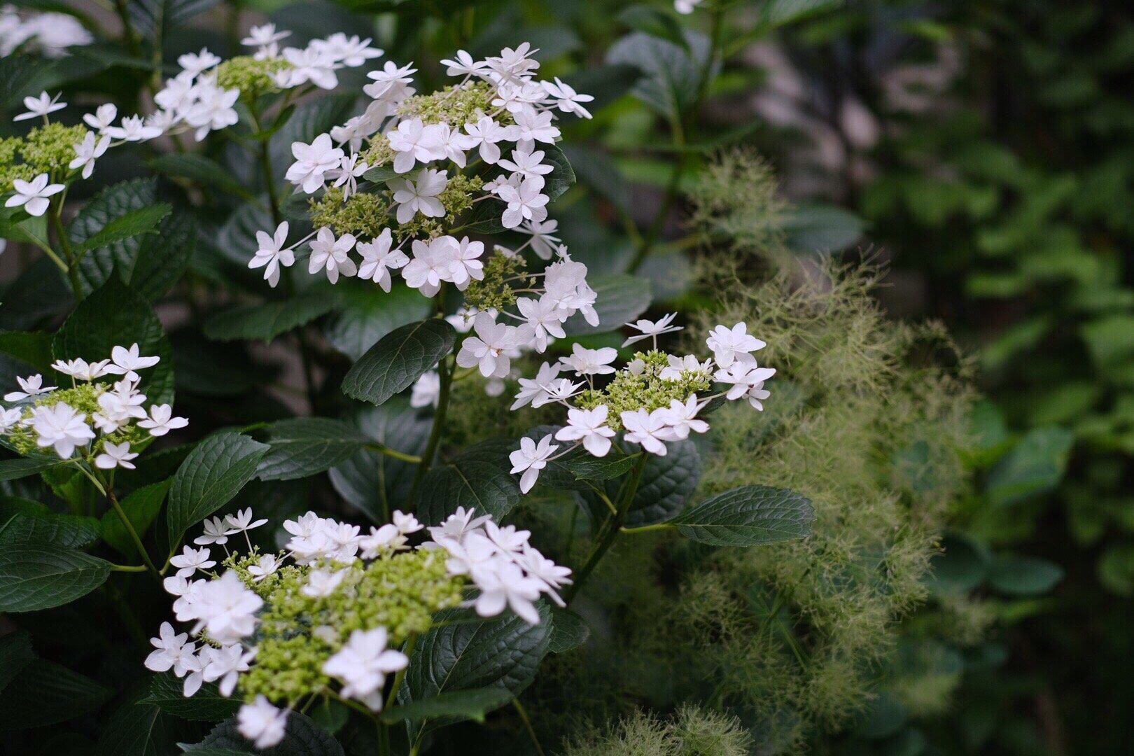 花朵就像时间在绿叶间掀起的波浪 一波花被雨打落 一波花又迎着 美图社区 美图秀秀