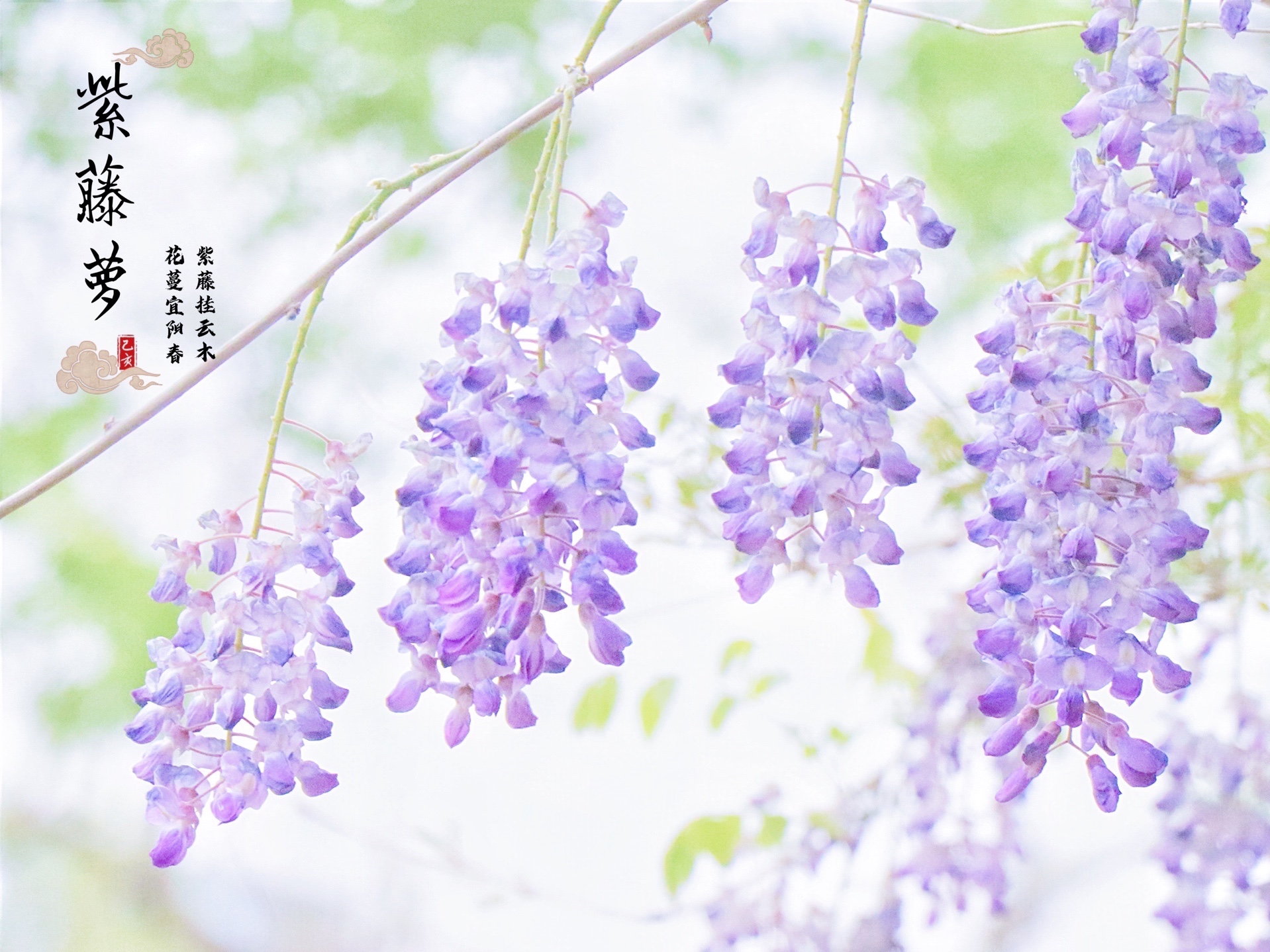 紫藤挂云木花蔓宜阳春 原图 媆媆呀呀后期 葡萄不逃dd 美图社区 美图秀秀