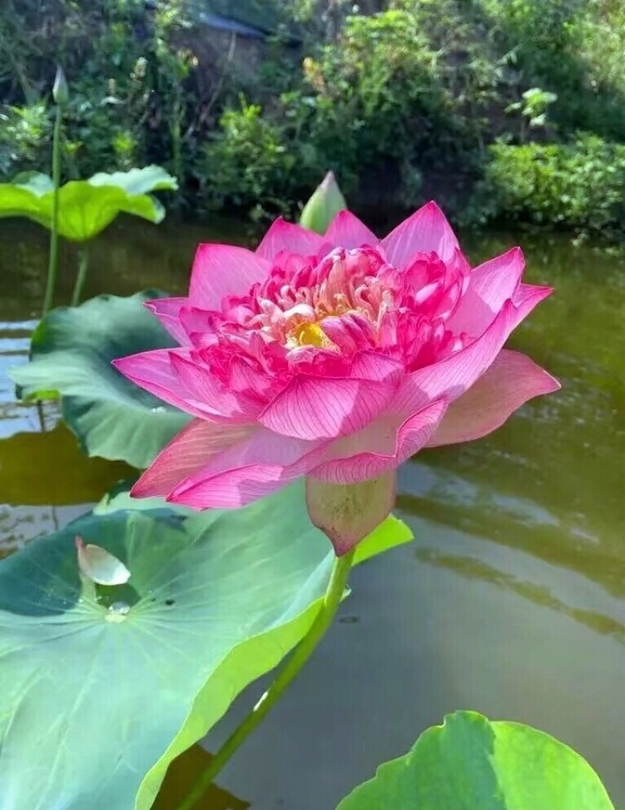 芰荷池雨声轻溅,似琼珠滴碎还圆。-美图社区-美图秀秀