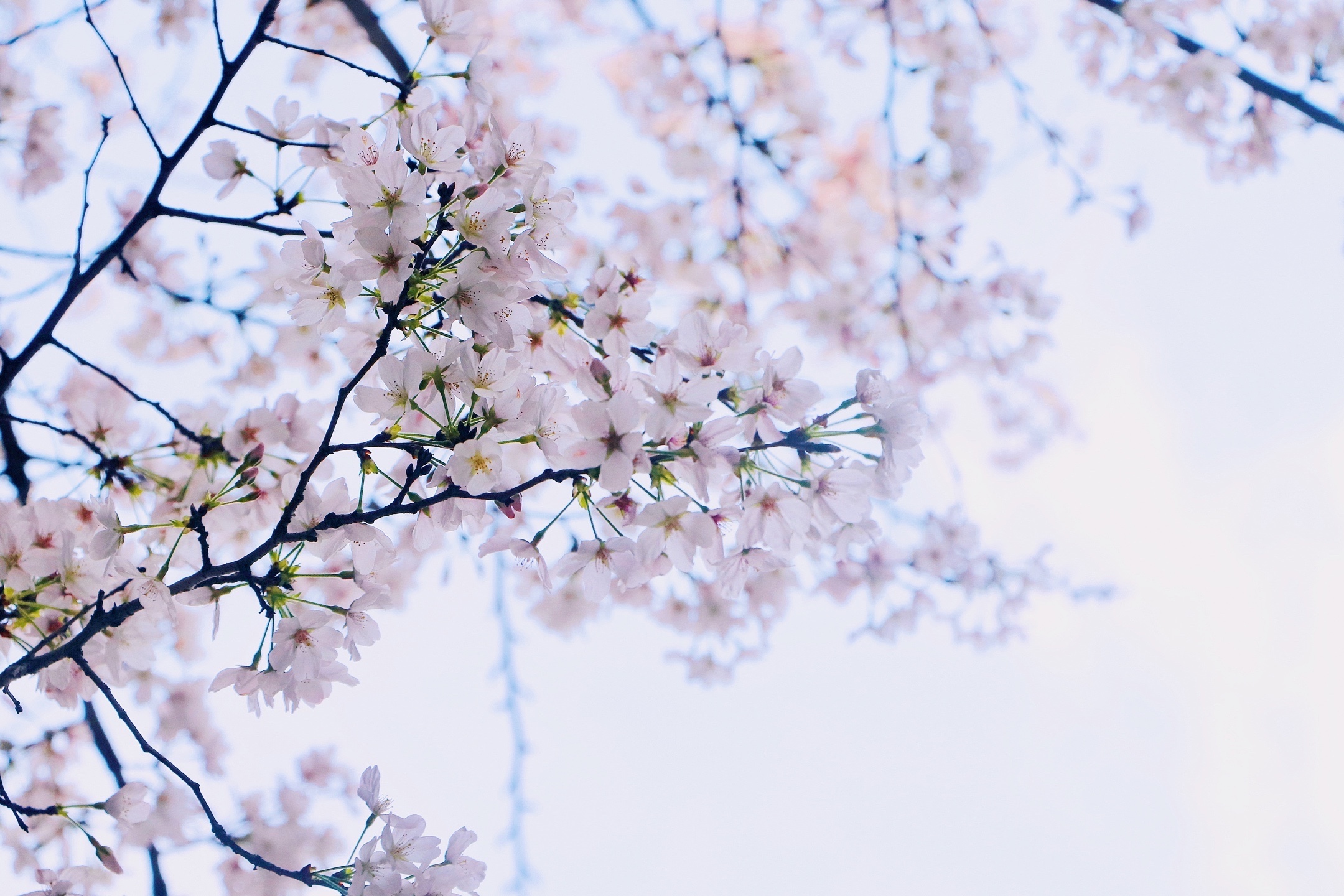 非白非朱色转加 微寒轻暖殢云霞 春风省识倾城态 只在楼西几树 美图社区 美图秀秀