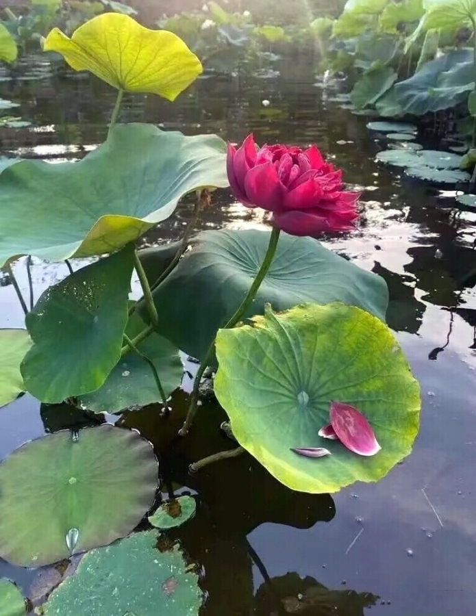 芰荷池雨声轻溅,似琼珠滴碎还圆。-美图社区-美图秀秀