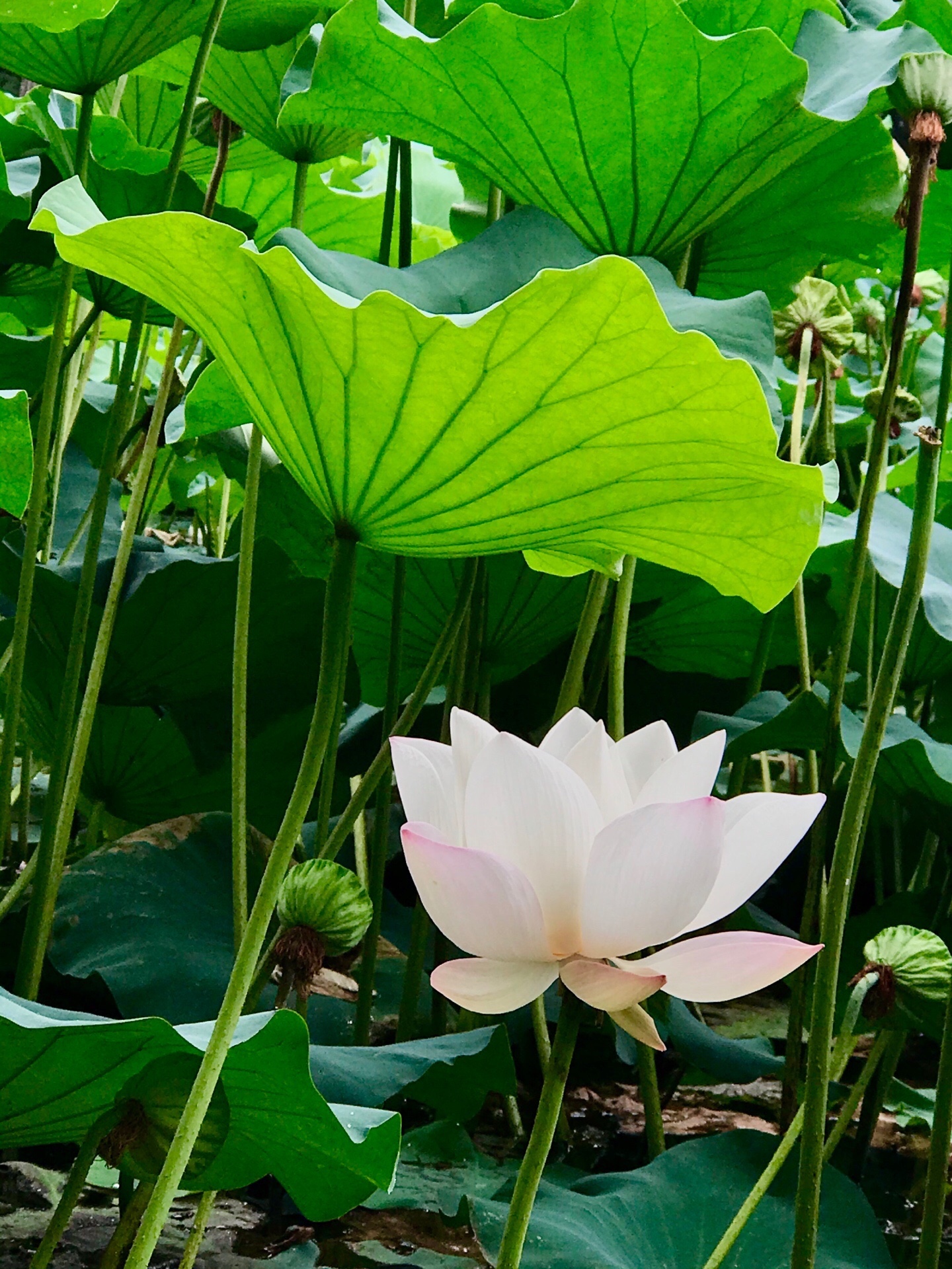 白莲花 美图社区 美图秀秀