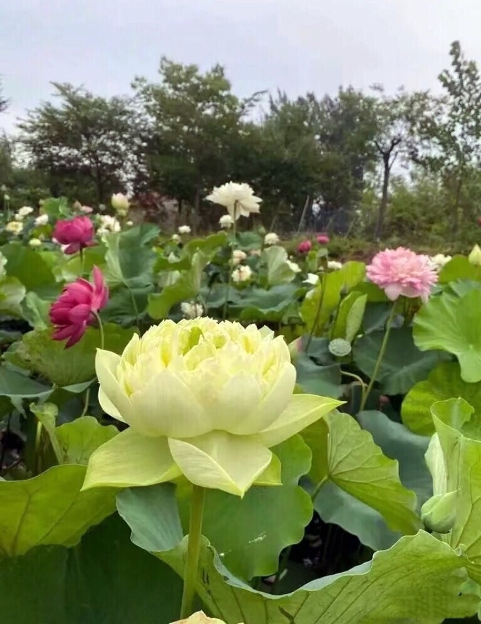 芰荷池雨声轻溅,似琼珠滴碎还圆。-美图社区-美图秀秀