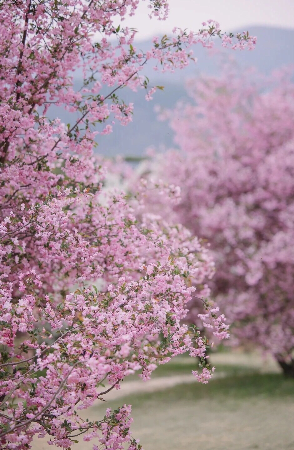清晓轻传一信风 花添红粉草添茸 美图社区 美图秀秀